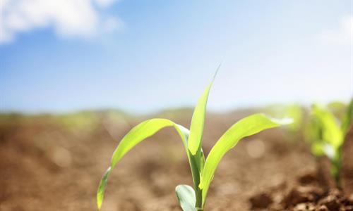 corn_seedling.jpg